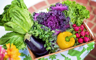 Clovers Garden California Wonder Bell Pepper Plant - Non-GMO - Two (2) Live Plants - Not Seeds - Each 4 to 7 Tall - in 3.5 inch Pots - Clovers Garde