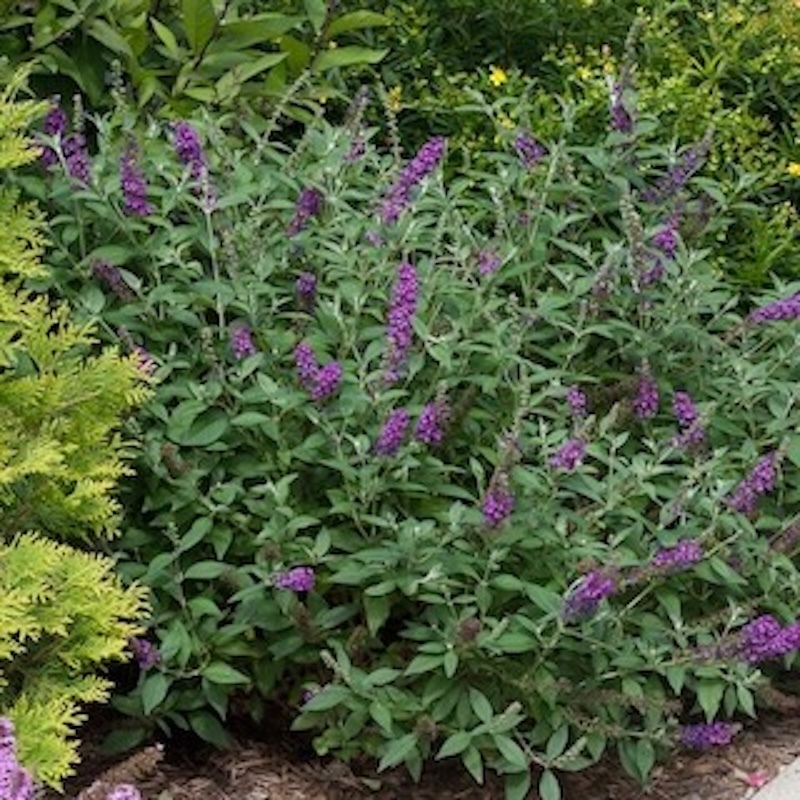 Miss Violet butterfly bush planted with arborvitae and St. John's wort
