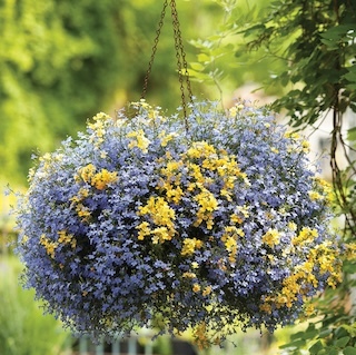 Growing Plants In Hanging Baskets