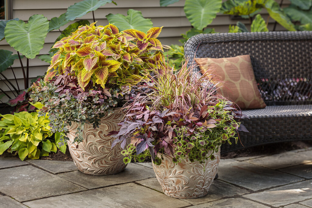 Mixed decorative containers with Jazz Hands Night Moves loropetalum on the left