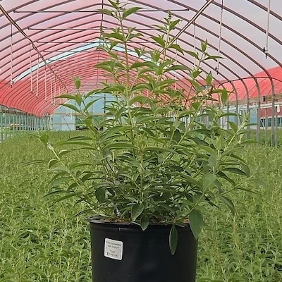 Monarch Dark Dynasty Butterfly Bush nursery plant showing dense foliage