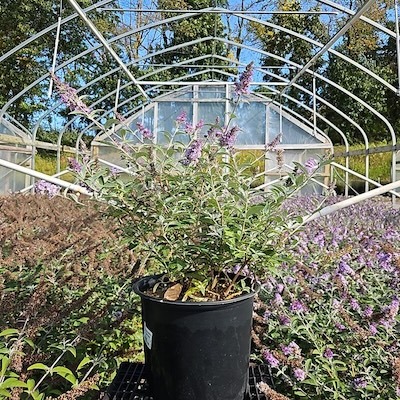 Monarch Glass Slippers Butterfly Bush nursery plant showing silvery foliage and flowers