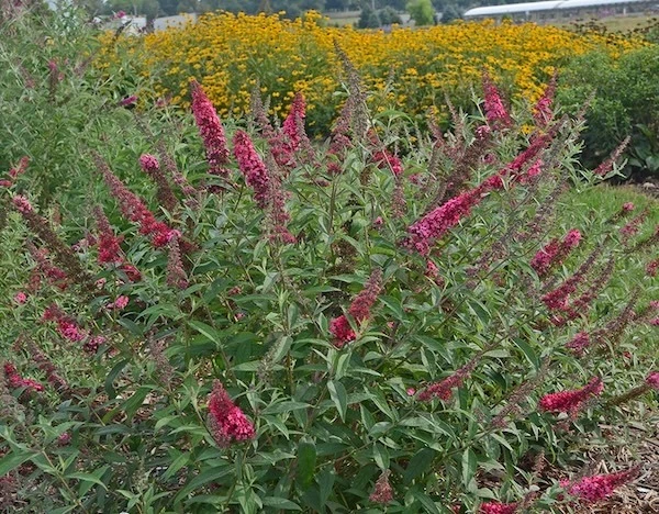 Monarch Prince Charming Butterfly Bush flowering with black-eyed Susans in a sunny landscape