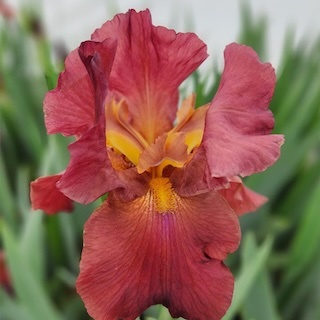 My Friend Jonathan tall bearded iris flower close-up