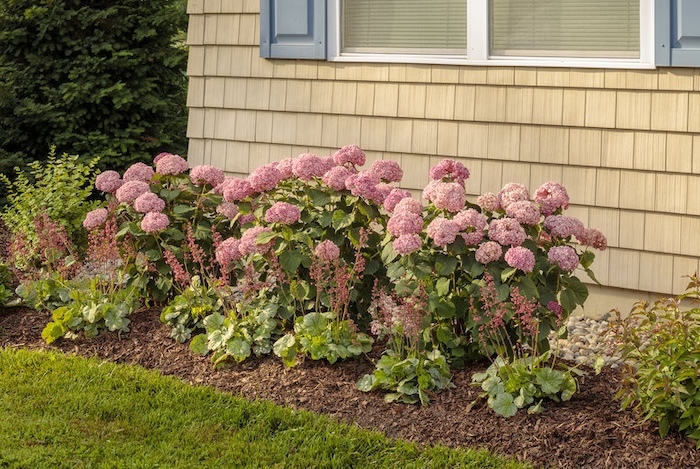 Invincibelle Ruby hydrangeas in a native foundation planting