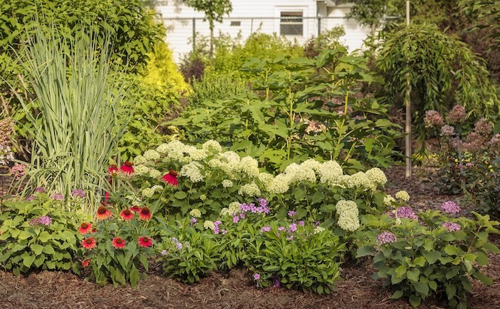 Invincibelle Limetta and Mini Mauvette hydrangeas combined with perennials and other shrubs