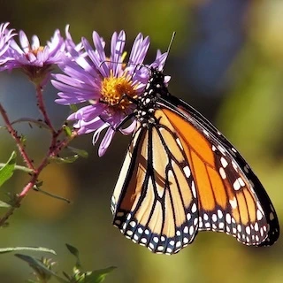 monarch butterfly on purple flower
