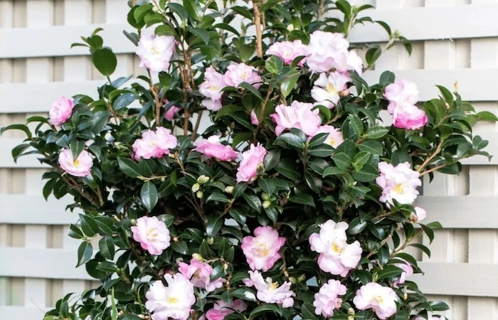 October Magic Orchid Camellia flowering in front of a white trellis