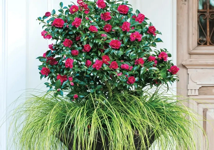 October Magic Ruby Camellia growing in a container with ornamental grass