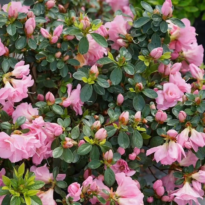 Perfecto Mundo Double Pink azalea flowers and developing flower buds