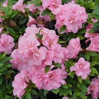 Perfecto Mundo Double Pink azalea flowers and foliage