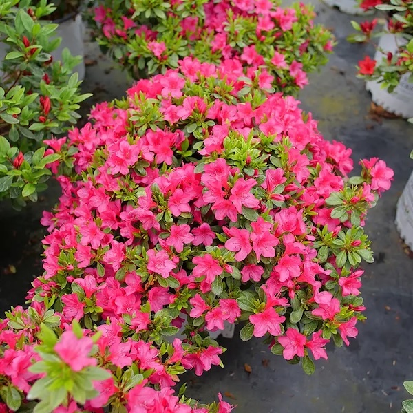 Grower crop of Perfecto Mundo Fuchsia Carpet Azaleas