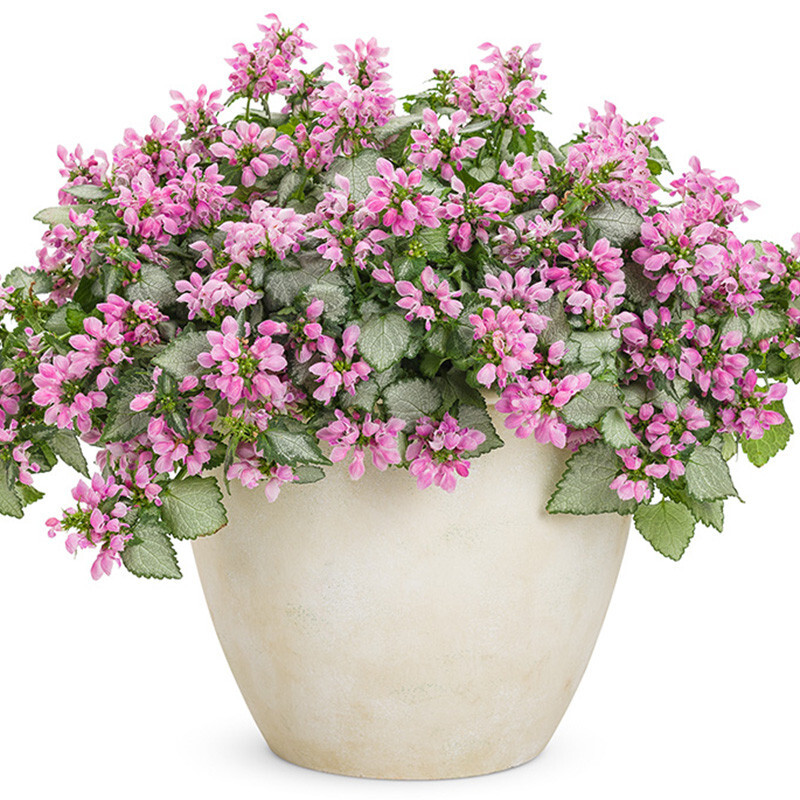 Pink Chablis dead nettle with pink blooms in a ceramic pot