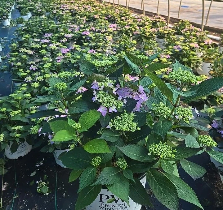 Let's Dance Can Do hydrangeas being evaluated in a greenhouse