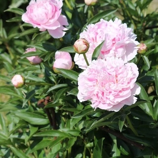 Pink Sarah Bernhardt peony blooms and buds