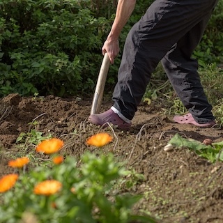 Planting in the Fall