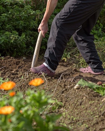 Planting Perennials & Shrubs In The Fall