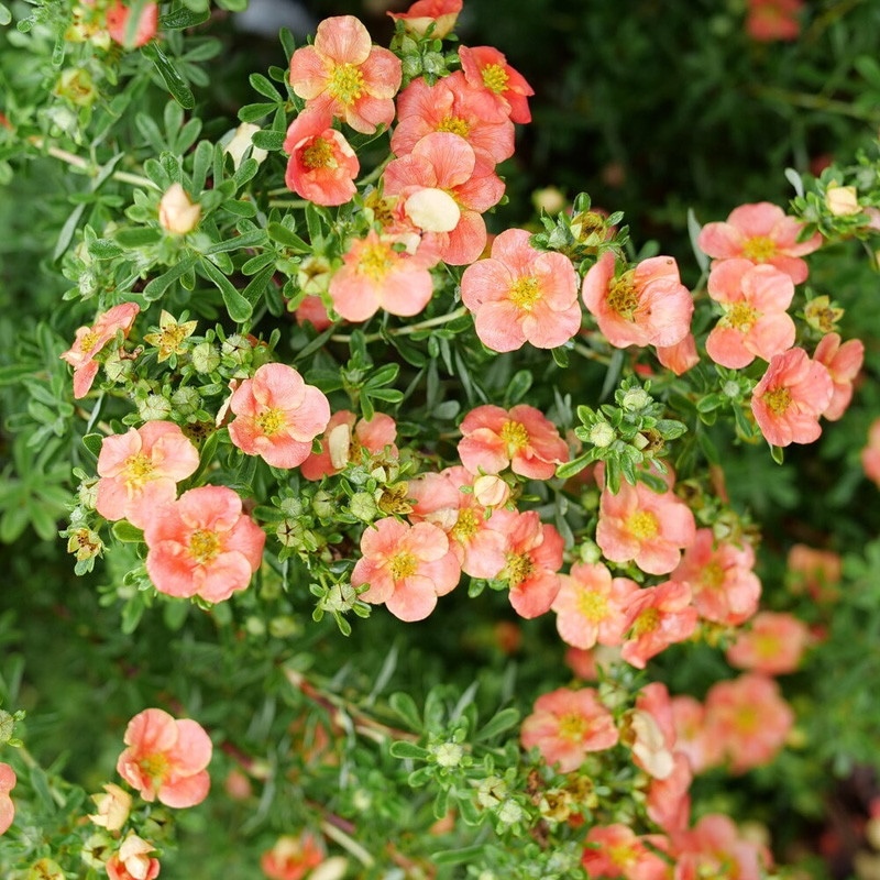 Happy Face Orange potentilla flowers