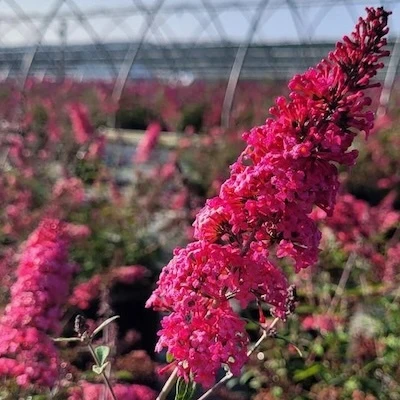 Monarch Prince Charming Butterfly Bush raspberry-pink flowers