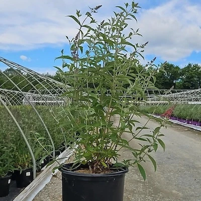 Monarch Prince Charming Butterfly Bush nursery plant showing upright growth