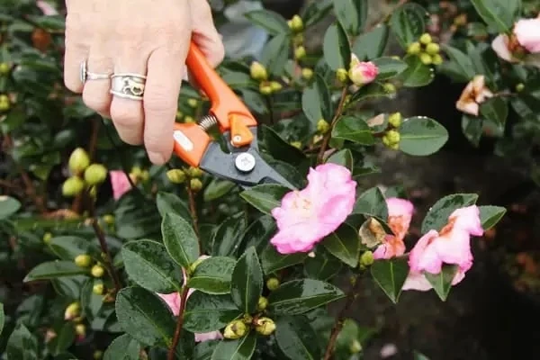 Pruning an October Magic camellia after flowering