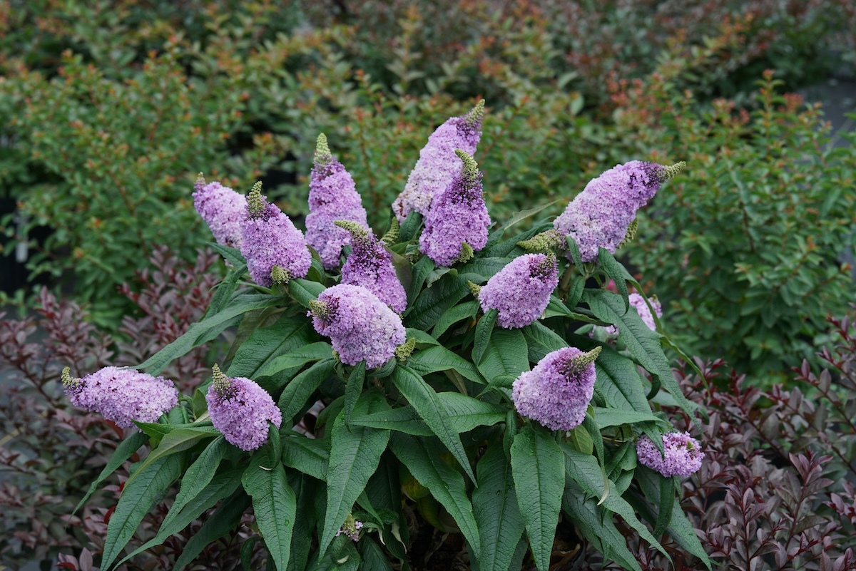 Pugster Amethyst butterfly bush flowering in a garden landscape