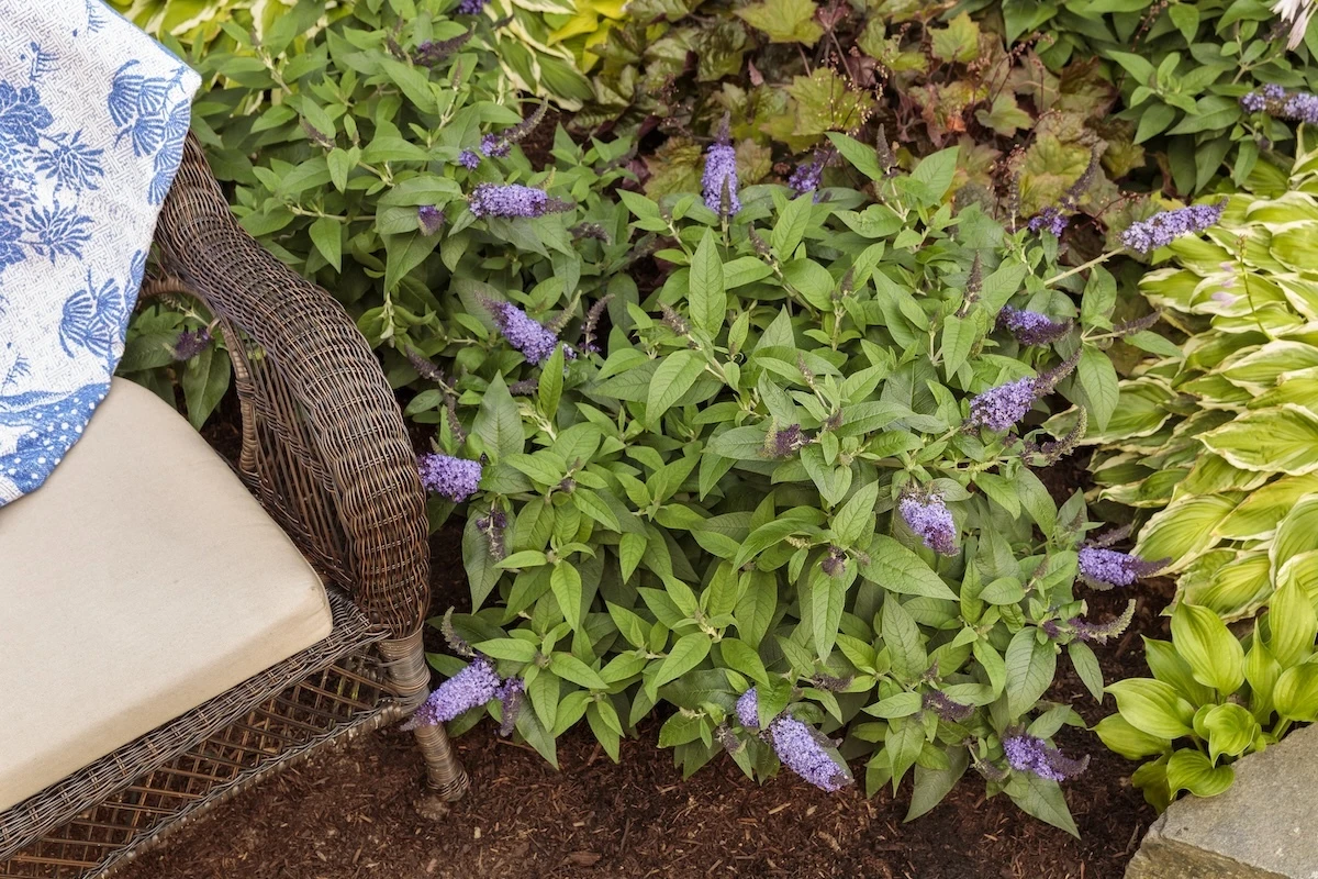 Pugster Blue butterfly bush flowering beside an outdoor seating area