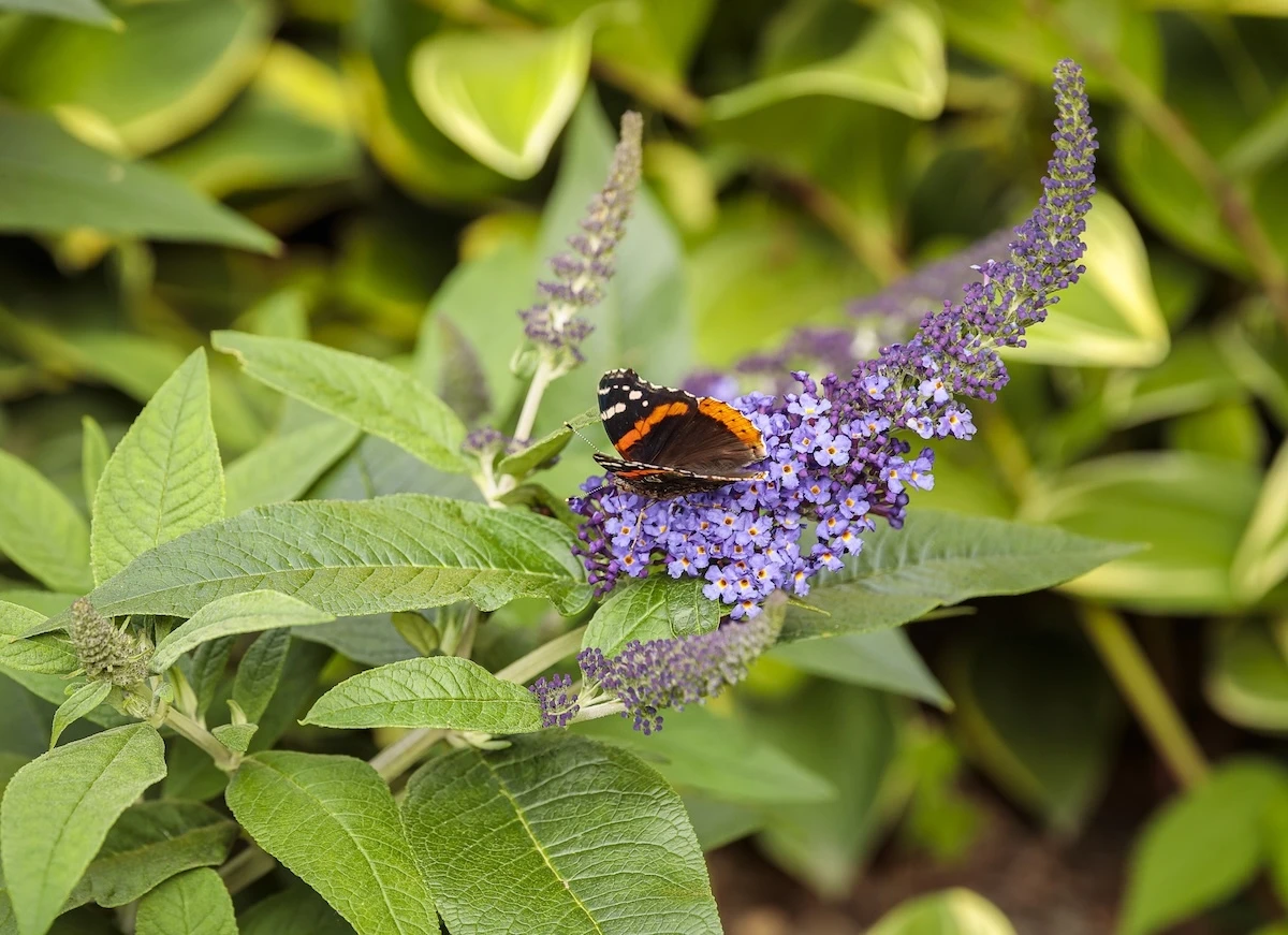 Butterfly feeding on Pugster Blue butterfly bush flowers