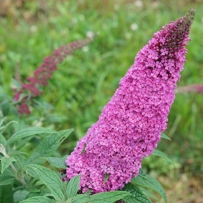 Rich pink flowers on Pugster Pinker Butterfly Bush