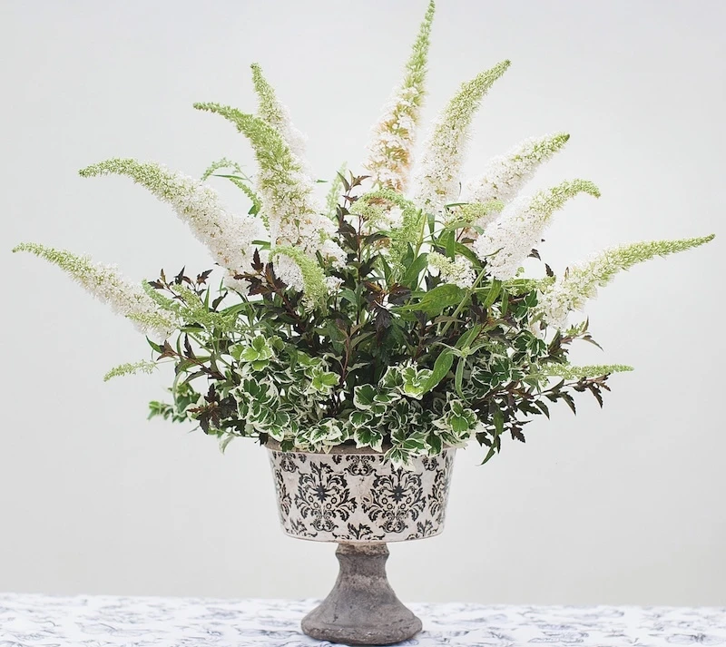 Cut Pugster White butterfly bush flowers arranged indoors
