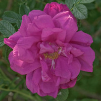 Purple Rose Bushes