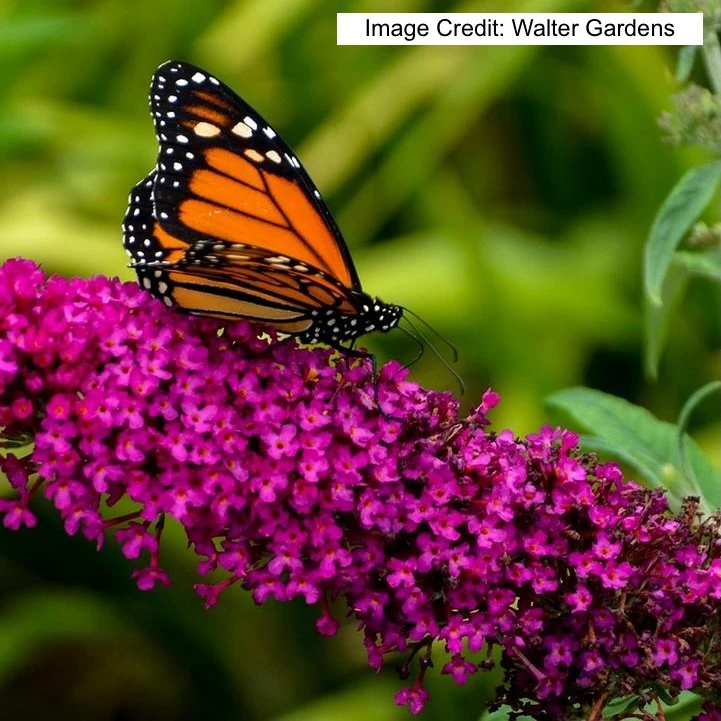 Monarch butterfly feeding on Monarch Queen of Hearts Butterfly Bush flowers