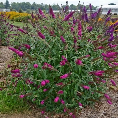 Monarch Queen of Hearts Butterfly Bush used as a specimen plant