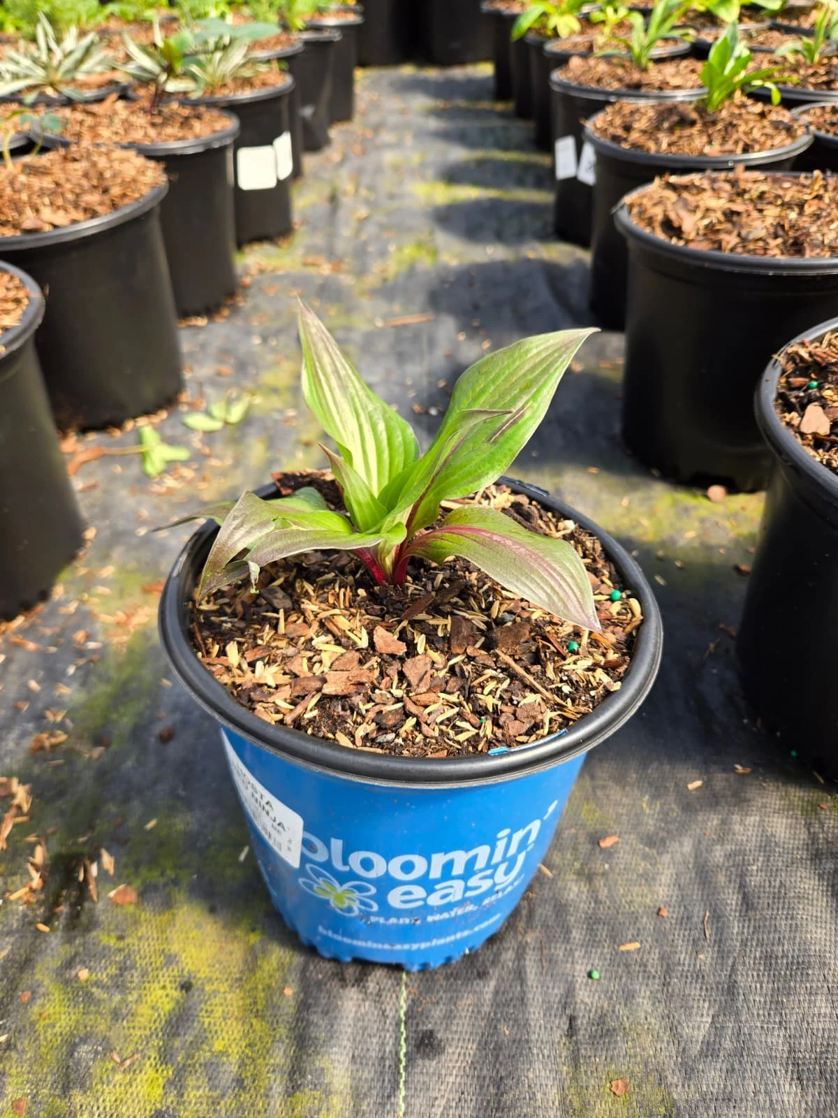 young red ninja hosta may 6th