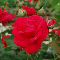 Red Rose Bushes