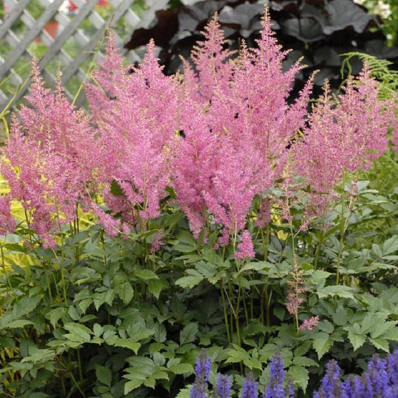 Rheinland astilbe blooming in the garden