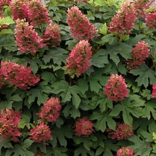 Ruby Slippers Oakleaf Hydrangea Flowers and Foliage Close Up.jpg