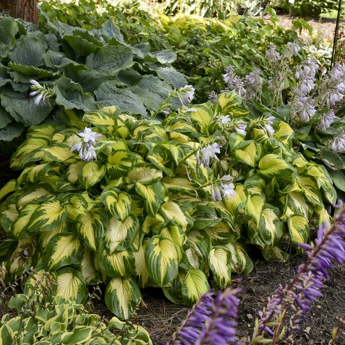 Shadowland Etched Glass Hosta blooming in a shade garden