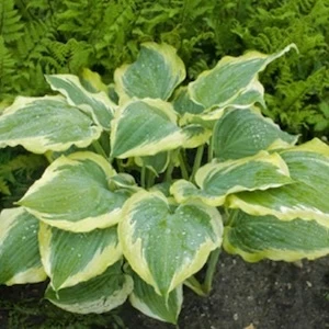 Shadowland Seducer Hosta foliage closeup