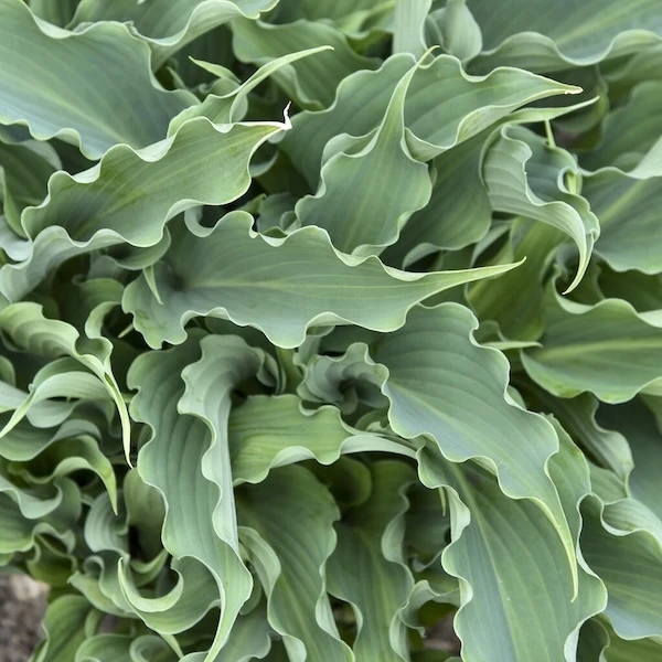 Shadowland Waterslide Hosta blue rippled foliage