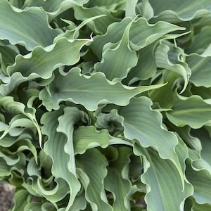 Shadowland Waterslide Hosta