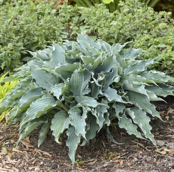 Shadowland Waterslide Hosta planted with lungwort