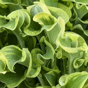 Shadowland Wheee Hosta full plant