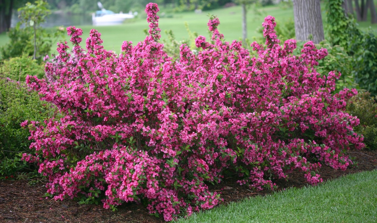 Sonic Bloom Pink weigela covered in pink flowers in the landscape
