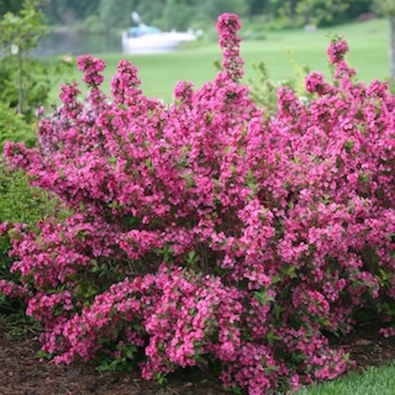 Sonic Bloom Pink weigela in bloom
