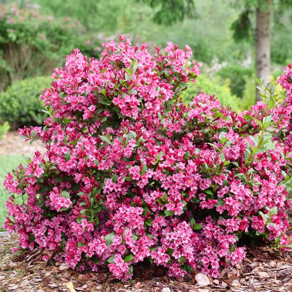 Hummingbird or pollinator visiting Sonic Bloom weigela flowers