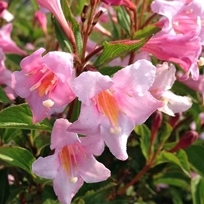 Pink flowers on Sonic Bloom Pure Pink Weigela