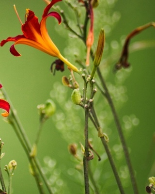 Pruning, Deadheading & Cutting Back Daylilies