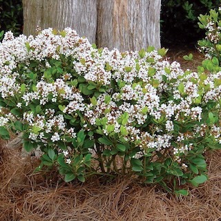 Spring sonata Indian hawthorn planted in the landscape
