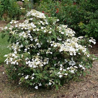 Steady Eddy viburnum shrub blooming